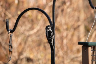 Bu sevimli ağaçkakan burada metal direğe tutunurken görülmüş. Bu kuşun siyah ve beyaz tüyleri uyum sağlamalarına yardımcı oluyor. Bu kuşun küçük gagası yiyecek bulmalarına yardım etmek için sivri görünüyor..