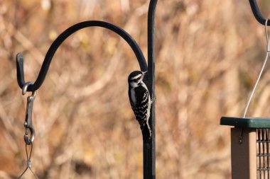 Bu sevimli ağaçkakan burada metal direğe tutunurken görülmüş. Bu kuşun siyah ve beyaz tüyleri uyum sağlamalarına yardımcı oluyor. Bu kuşun küçük gagası yiyecek bulmalarına yardım etmek için sivri görünüyor..