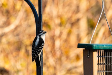 Bu sevimli ağaçkakan burada metal direğe tutunurken görülmüş. Bu kuşun siyah ve beyaz tüyleri uyum sağlamalarına yardımcı oluyor. Bu kuşun küçük gagası yiyecek bulmalarına yardım etmek için sivri görünüyor..