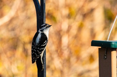 Bu sevimli ağaçkakan burada metal direğe tutunurken görülmüş. Bu kuşun siyah ve beyaz tüyleri uyum sağlamalarına yardımcı oluyor. Bu kuşun küçük gagası yiyecek bulmalarına yardım etmek için sivri görünüyor..