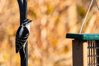 Bu sevimli ağaçkakan burada metal direğe tutunurken görülmüş. Bu kuşun siyah ve beyaz tüyleri uyum sağlamalarına yardımcı oluyor. Bu kuşun küçük gagası yiyecek bulmalarına yardım etmek için sivri görünüyor..