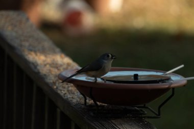 Bu küçük kuş fotoğraf çekildiğinde kuş banyosunun kenarına tutunuyordu. Bu kıllı bir meme faresi. Yuvarlak siyah gözlü sevimli gri vücut bu kuşun karakteristiğidir..
