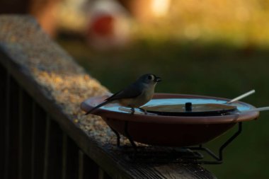 Bu küçük kuş fotoğraf çekildiğinde kuş banyosunun kenarına tutunuyordu. Bu kıllı bir meme faresi. Yuvarlak siyah gözlü sevimli gri vücut bu kuşun karakteristiğidir..