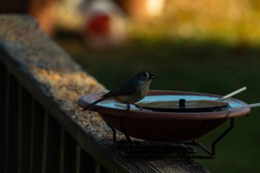 Bu küçük kuş fotoğraf çekildiğinde kuş banyosunun kenarına tutunuyordu. Bu kıllı bir meme faresi. Yuvarlak siyah gözlü sevimli gri vücut bu kuşun karakteristiğidir..