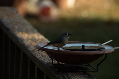 Bu küçük kuş fotoğraf çekildiğinde kuş banyosunun kenarına tutunuyordu. Bu kıllı bir meme faresi. Yuvarlak siyah gözlü sevimli gri vücut bu kuşun karakteristiğidir..