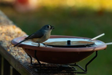 Bu küçük kuş fotoğraf çekildiğinde kuş banyosunun kenarına tutunuyordu. Bu kıllı bir meme faresi. Yuvarlak siyah gözlü sevimli gri vücut bu kuşun karakteristiğidir..