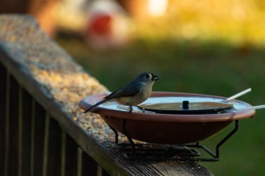 Bu küçük kuş fotoğraf çekildiğinde kuş banyosunun kenarına tutunuyordu. Bu kıllı bir meme faresi. Yuvarlak siyah gözlü sevimli gri vücut bu kuşun karakteristiğidir..