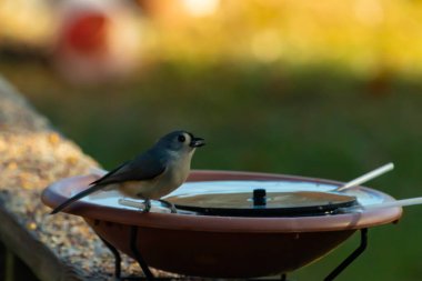 Bu küçük kuş fotoğraf çekildiğinde kuş banyosunun kenarına tutunuyordu. Bu kıllı bir meme faresi. Yuvarlak siyah gözlü sevimli gri vücut bu kuşun karakteristiğidir..