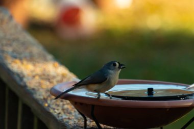 Bu küçük kuş fotoğraf çekildiğinde kuş banyosunun kenarına tutunuyordu. Bu kıllı bir meme faresi. Yuvarlak siyah gözlü sevimli gri vücut bu kuşun karakteristiğidir..