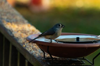 Bu küçük kuş fotoğraf çekildiğinde kuş banyosunun kenarına tutunuyordu. Bu kıllı bir meme faresi. Yuvarlak siyah gözlü sevimli gri vücut bu kuşun karakteristiğidir..