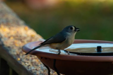 Bu küçük kuş fotoğraf çekildiğinde kuş banyosunun kenarına tutunuyordu. Bu kıllı bir meme faresi. Yuvarlak siyah gözlü sevimli gri vücut bu kuşun karakteristiğidir..