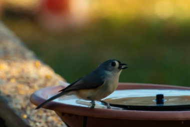 Bu küçük kuş fotoğraf çekildiğinde kuş banyosunun kenarına tutunuyordu. Bu kıllı bir meme faresi. Yuvarlak siyah gözlü sevimli gri vücut bu kuşun karakteristiğidir..