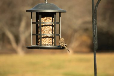 Bu güzel renkli kuş fotoğraf çekildiğinde kuş yemi pastasının üzerine tünemişti. Bu kışın ispinozun görünüşü. Tüyleri yaz mevsimi kadar parlak değil..