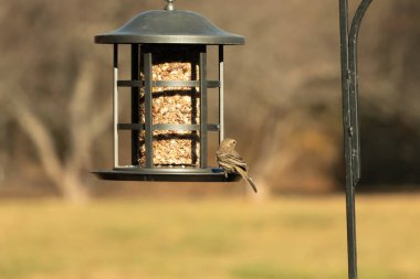Bu güzel renkli kuş fotoğraf çekildiğinde kuş yemi pastasının üzerine tünemişti. Bu kışın ispinozun görünüşü. Tüyleri yaz mevsimi kadar parlak değil..