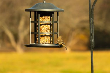 Bu güzel renkli kuş fotoğraf çekildiğinde kuş yemi pastasının üzerine tünemişti. Bu kışın ispinozun görünüşü. Tüyleri yaz mevsimi kadar parlak değil..