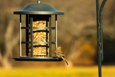 Bu güzel renkli kuş fotoğraf çekildiğinde kuş yemi pastasının üzerine tünemişti. Bu kışın ispinozun görünüşü. Tüyleri yaz mevsimi kadar parlak değil..