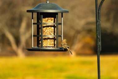 Bu güzel renkli kuş fotoğraf çekildiğinde kuş yemi pastasının üzerine tünemişti. Bu kışın ispinozun görünüşü. Tüyleri yaz mevsimi kadar parlak değil..
