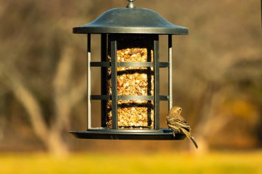 Bu güzel renkli kuş fotoğraf çekildiğinde kuş yemi pastasının üzerine tünemişti. Bu kışın ispinozun görünüşü. Tüyleri yaz mevsimi kadar parlak değil..