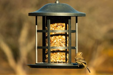 Bu güzel renkli kuş fotoğraf çekildiğinde kuş yemi pastasının üzerine tünemişti. Bu kışın ispinozun görünüşü. Tüyleri yaz mevsimi kadar parlak değil..