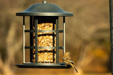 Bu güzel renkli kuş fotoğraf çekildiğinde kuş yemi pastasının üzerine tünemişti. Bu kışın ispinozun görünüşü. Tüyleri yaz mevsimi kadar parlak değil..
