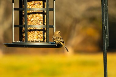 Bu güzel renkli kuş fotoğraf çekildiğinde kuş yemi pastasının üzerine tünemişti. Bu kışın ispinozun görünüşü. Tüyleri yaz mevsimi kadar parlak değil..