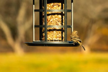 Bu güzel renkli kuş fotoğraf çekildiğinde kuş yemi pastasının üzerine tünemişti. Bu kışın ispinozun görünüşü. Tüyleri yaz mevsimi kadar parlak değil..