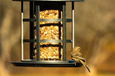 Bu güzel renkli kuş fotoğraf çekildiğinde kuş yemi pastasının üzerine tünemişti. Bu kışın ispinozun görünüşü. Tüyleri yaz mevsimi kadar parlak değil..