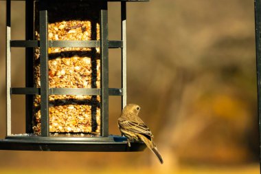 Bu güzel renkli kuş fotoğraf çekildiğinde kuş yemi pastasının üzerine tünemişti. Bu kışın ispinozun görünüşü. Tüyleri yaz mevsimi kadar parlak değil..