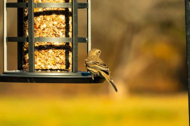 Bu güzel renkli kuş fotoğraf çekildiğinde kuş yemi pastasının üzerine tünemişti. Bu kışın ispinozun görünüşü. Tüyleri yaz mevsimi kadar parlak değil..