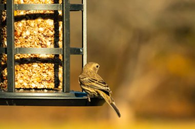 Bu güzel renkli kuş fotoğraf çekildiğinde kuş yemi pastasının üzerine tünemişti. Bu kışın ispinozun görünüşü. Tüyleri yaz mevsimi kadar parlak değil..