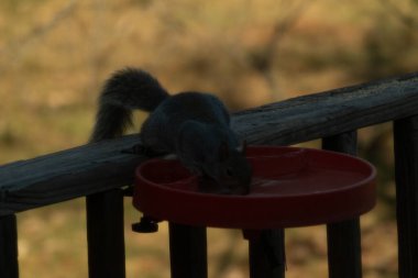 Gri bir sincap kırmızı bir yemlikten su içer, tüylü kuyruğu bulanık, altın bir zemin üzerinde belirgindir. Doğal ortamda yakalanan bir vahşi yaşam anı.