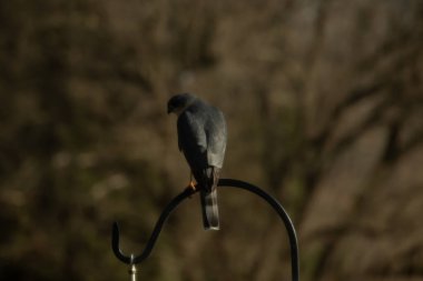 Bu güzel Cooper 'ın kulaklığı siyah metal kancaya tünemişti. Yırtıcı kuş avını arıyordu. Bu kuşun donuk gri renkli tüyleri çevreye karışıyor..