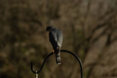 Bu güzel Cooper 'ın kulaklığı siyah metal kancaya tünemişti. Yırtıcı kuş avını arıyordu. Bu kuşun donuk gri renkli tüyleri çevreye karışıyor..
