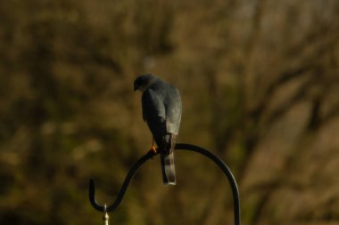 Bu güzel Cooper 'ın kulaklığı siyah metal kancaya tünemişti. Yırtıcı kuş avını arıyordu. Bu kuşun donuk gri renkli tüyleri çevreye karışıyor..