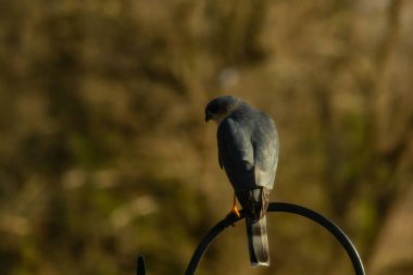 Bu güzel Cooper 'ın kulaklığı siyah metal kancaya tünemişti. Yırtıcı kuş avını arıyordu. Bu kuşun donuk gri renkli tüyleri çevreye karışıyor..