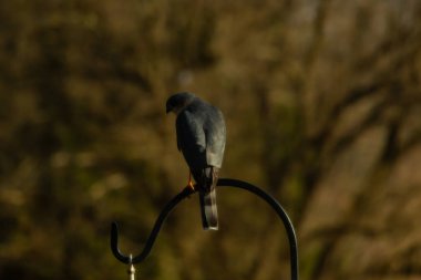 Bu güzel Cooper 'ın kulaklığı siyah metal kancaya tünemişti. Yırtıcı kuş avını arıyordu. Bu kuşun donuk gri renkli tüyleri çevreye karışıyor..