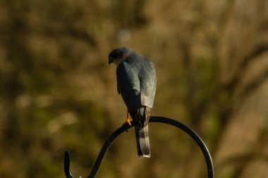 Bu güzel Cooper 'ın kulaklığı siyah metal kancaya tünemişti. Yırtıcı kuş avını arıyordu. Bu kuşun donuk gri renkli tüyleri çevreye karışıyor..