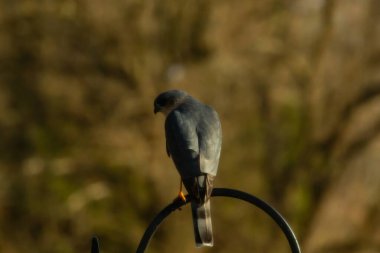 Bu güzel Cooper 'ın kulaklığı siyah metal kancaya tünemişti. Yırtıcı kuş avını arıyordu. Bu kuşun donuk gri renkli tüyleri çevreye karışıyor..