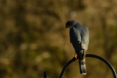 Bu güzel Cooper 'ın kulaklığı siyah metal kancaya tünemişti. Yırtıcı kuş avını arıyordu. Bu kuşun donuk gri renkli tüyleri çevreye karışıyor..