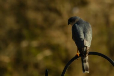 Bu güzel Cooper 'ın kulaklığı siyah metal kancaya tünemişti. Yırtıcı kuş avını arıyordu. Bu kuşun donuk gri renkli tüyleri çevreye karışıyor..