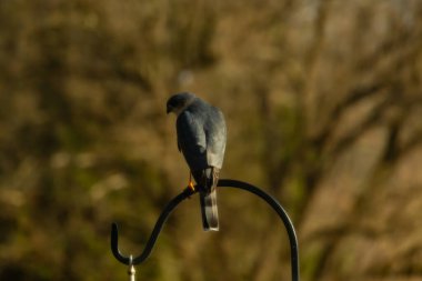 Bu güzel Cooper 'ın kulaklığı siyah metal kancaya tünemişti. Yırtıcı kuş avını arıyordu. Bu kuşun donuk gri renkli tüyleri çevreye karışıyor..