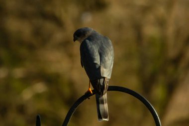 Bu güzel Cooper 'ın kulaklığı siyah metal kancaya tünemişti. Yırtıcı kuş avını arıyordu. Bu kuşun donuk gri renkli tüyleri çevreye karışıyor..