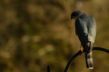 Bu güzel Cooper 'ın kulaklığı siyah metal kancaya tünemişti. Yırtıcı kuş avını arıyordu. Bu kuşun donuk gri renkli tüyleri çevreye karışıyor..