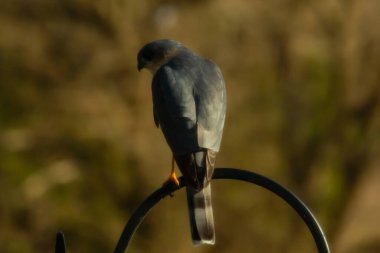 Bu güzel Cooper 'ın kulaklığı siyah metal kancaya tünemişti. Yırtıcı kuş avını arıyordu. Bu kuşun donuk gri renkli tüyleri çevreye karışıyor..