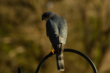 Bu güzel Cooper 'ın kulaklığı siyah metal kancaya tünemişti. Yırtıcı kuş avını arıyordu. Bu kuşun donuk gri renkli tüyleri çevreye karışıyor..