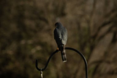 Bu güzel Cooper 'ın kulaklığı siyah metal kancaya tünemişti. Yırtıcı kuş avını arıyordu. Bu kuşun donuk gri renkli tüyleri çevreye karışıyor..