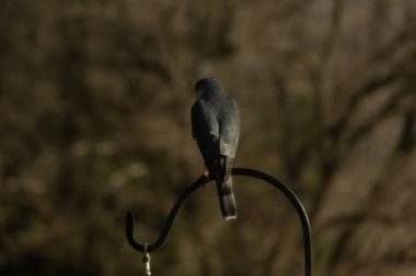 Bu güzel Cooper 'ın kulaklığı siyah metal kancaya tünemişti. Yırtıcı kuş avını arıyordu. Bu kuşun donuk gri renkli tüyleri çevreye karışıyor..