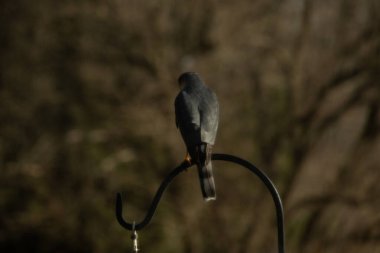 Bu güzel Cooper 'ın kulaklığı siyah metal kancaya tünemişti. Yırtıcı kuş avını arıyordu. Bu kuşun donuk gri renkli tüyleri çevreye karışıyor..