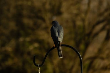 Bu güzel Cooper 'ın kulaklığı siyah metal kancaya tünemişti. Yırtıcı kuş avını arıyordu. Bu kuşun donuk gri renkli tüyleri çevreye karışıyor..