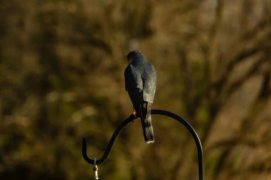 Bu güzel Cooper 'ın kulaklığı siyah metal kancaya tünemişti. Yırtıcı kuş avını arıyordu. Bu kuşun donuk gri renkli tüyleri çevreye karışıyor..
